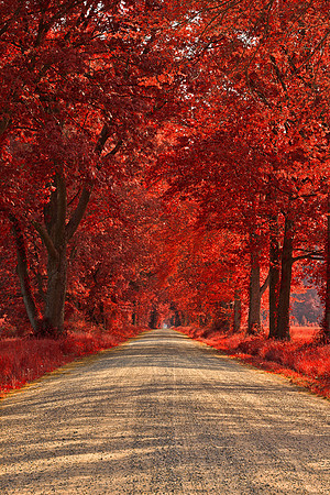 Wye Island Ruby Road