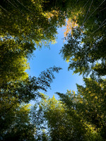 Bamboo Sky Foliage