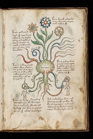 Nostravoynich Manuscript Page - Blossoming Brain Gears