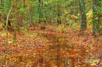 Flooded Forest Trail - Blackwater Refuge