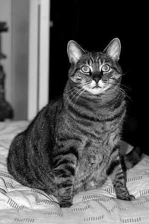 Cachette en Noir et Blanc