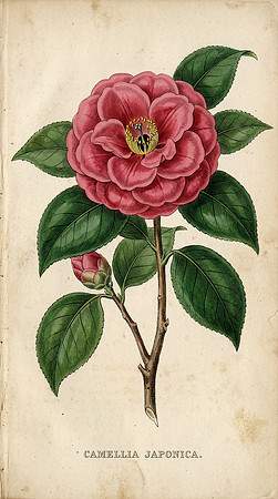 Vintage AI Flower - Camellia Japonica