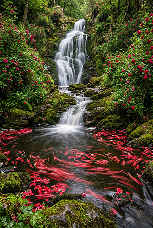 Rose Falls