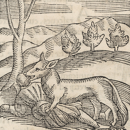 Vintage Woodcut - Wolf Attack