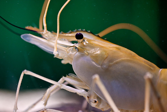 Giant River Prawn