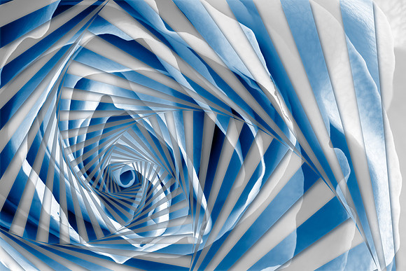 Blue Rose Spiral