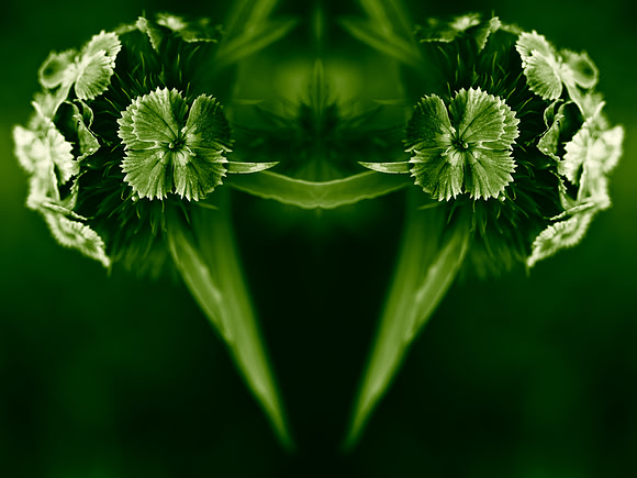 Floral Mantis