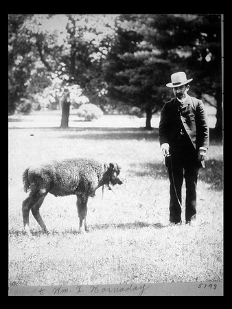 Hornaday with Baby Bison at Smithsonian (circa 1886)