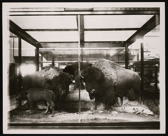 Mammals Exhibit, South Hall, United States National Museum - American Bison Group (circa 1887)