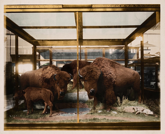 AI Color Recreation - American Bison Group at the Mammals Exhibit, South Hall, United States National Museum
