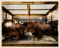 AI Color Recreation - American Bison Group at the Mammals Exhibit, South Hall, United States National Museum