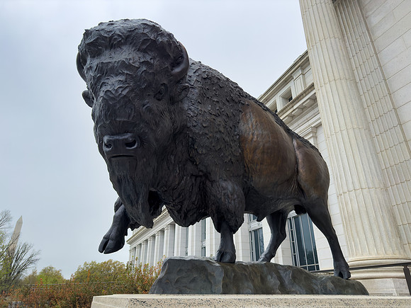 Bronze Bison Bull at the Smithsonian National Museum of Natural History