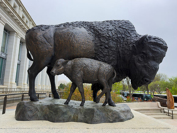 Bronze Bison Cow & Calf at the Smithsonian National Museum of Natural History