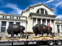 Bronze Bison Arriving for Installation at the Smithsonian National Museum of Natural History (March 19, 2026)