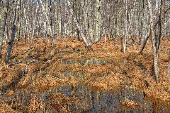 Jesup Birch Marsh