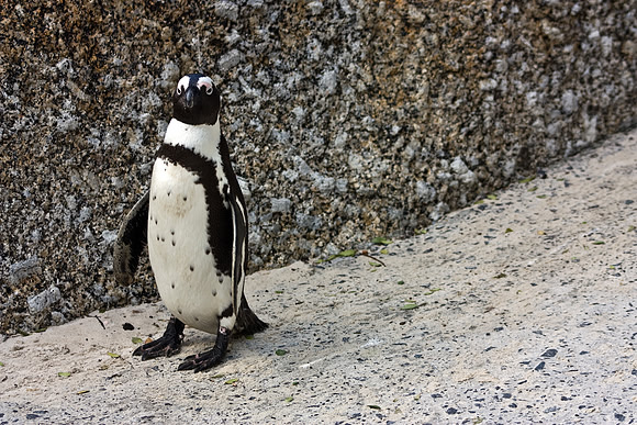 African Penguin