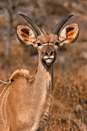 Young Kudu
