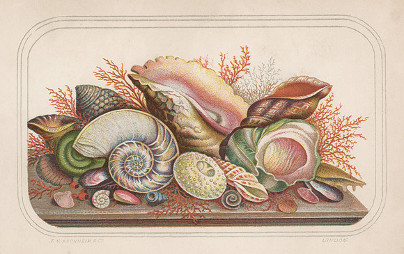 Vintage Image Plate - Mollusk Shells Still Life