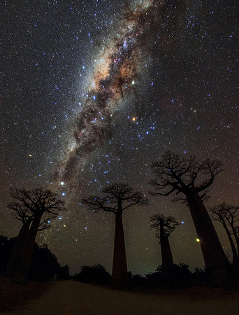 Milky Way over Avenue of Baobabs (Morondava, Madagascar)