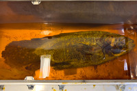 Preserved Coelacanth Specimen