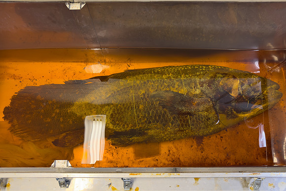 Preserved Coelacanth Specimen