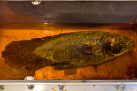 Preserved Coelacanth Specimen (AI enhanced)