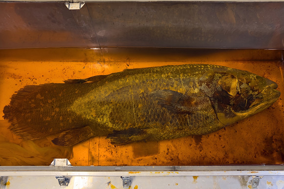 Preserved Coelacanth Specimen (AI enhanced)