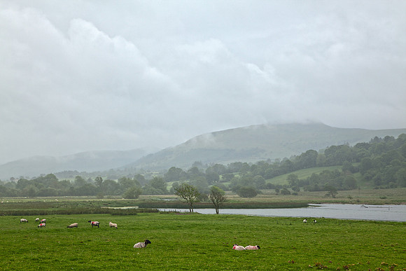Foggy Glencar Pasture