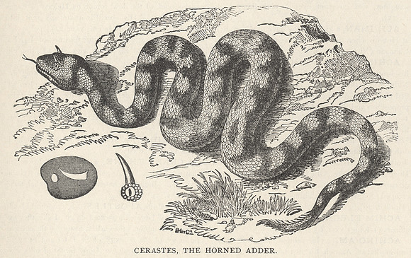 Vintage Illustration - Cerastes