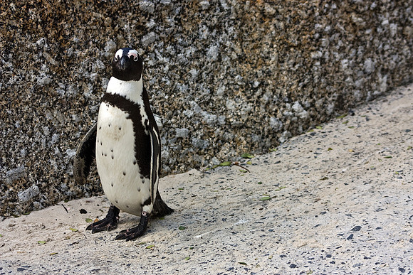 African Penguin