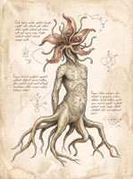 Nostravoynich Folio - False Providence Mandrake