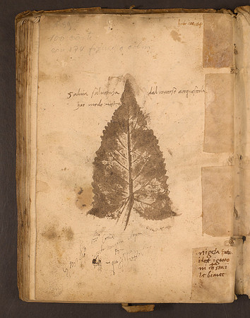 Erbario Folio 99v (circa 15th century)
