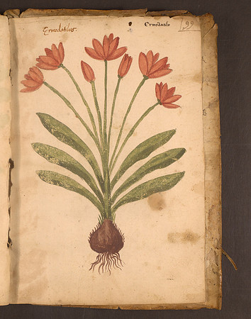 Erbario Folio 99r (circa 15th century)