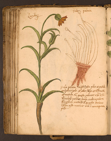 Erbario Folio 97v (circa 15th century)