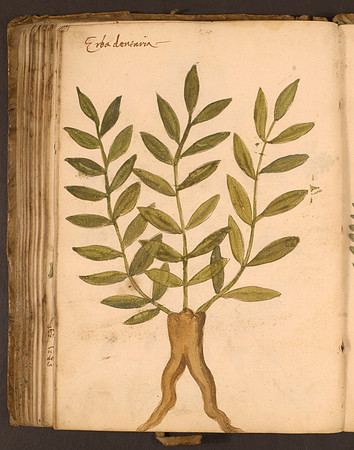Erbario Folio 95v (circa 15th century)