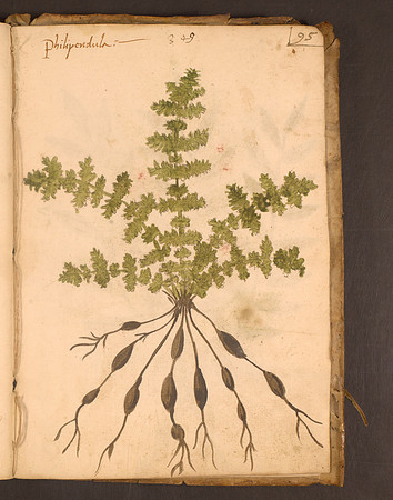 Erbario Folio 95r (circa 15th century)