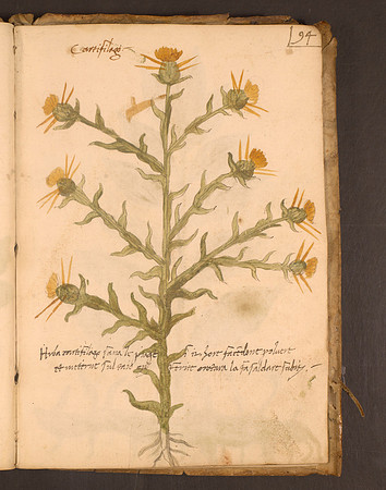 Erbario Folio 94r (circa 15th century)