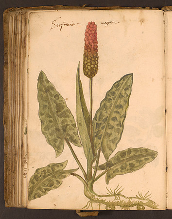 Erbario Folio 93v (circa 15th century)