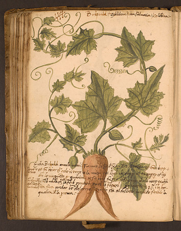 Erbario Folio 91v (circa 15th century)