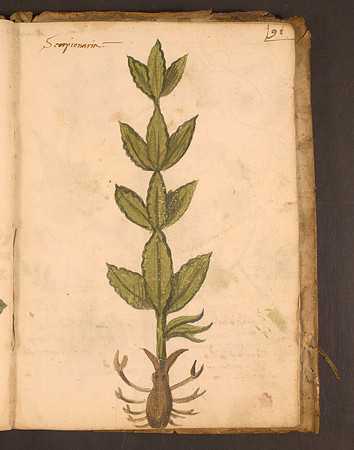 Erbario Folio 91r (circa 15th century)