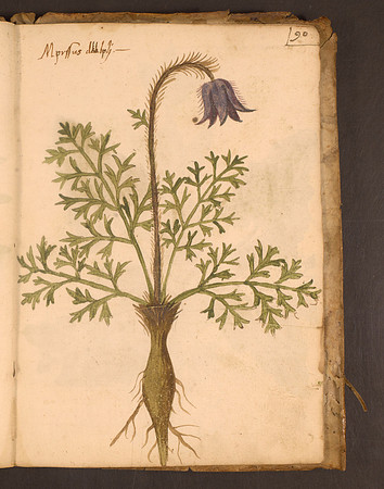 Erbario Folio 90r (circa 15th century)
