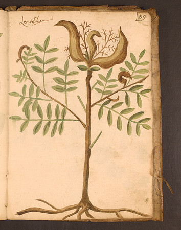 Erbario Folio 89r (circa 15th century)