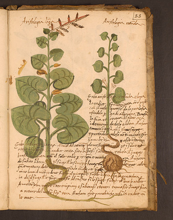 Erbario Folio 88r (circa 15th century)