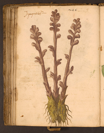 Erbario Folio 87v (circa 15th century)