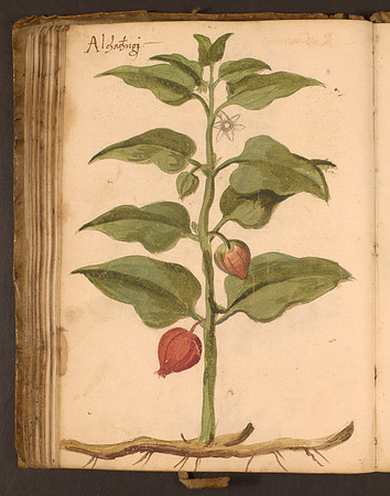 Erbario Folio 86v (circa 15th century)