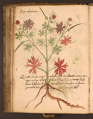 Erbario Folio 84v (circa 15th century)