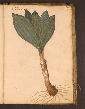 Erbario Folio 83r (circa 15th century)