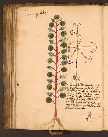 Erbario Folio 80v (circa 15th century)