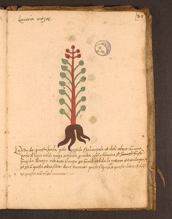 Erbario Folio 80r (circa 15th century)