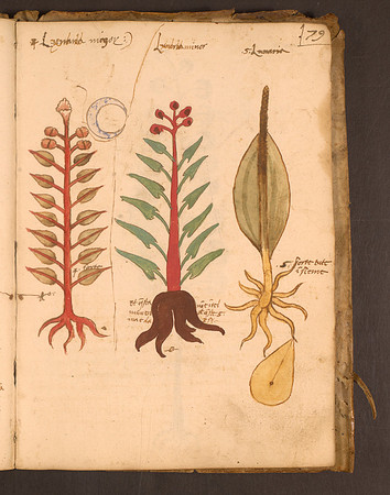 Erbario Folio 79r (circa 15th century)